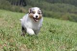 BERGER AUSTRALIEN PUPPIES 052